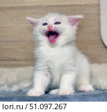 A charming white kitten sits on a soft surface and opens its mouth wide, as if yawning or making a funny cry. Blue eyes stand out brightly against the fluffy snow-white fur. The baby looks energetic and curious, conveying a mood of joy and playfulness. The background is neutral wooden, which puts the emphasis on the kitten itself. This frame is perfect for illustrations related to pets, pet care, playfulness and coziness. Стоковое фото, фотограф Анна Кривицкая / Фотобанк Лори