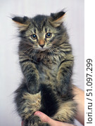 An adorable tabby kitten with long, fluffy fur. Its big round eyes look straight into the camera, creating a touching and slightly thoughtful expression. The ears are slightly spread apart, which makes the kitten look even more cute and naive. The fur is thick, with a beautiful tiger pattern, in warm brown and black shades. The kitten is held in hands, which emphasizes its small size and defenselessness. The neutral background helps to focus attention exclusively on the animal. This photo is perfect for use in the themes of pets, care, comfort, friendship between man and animal. Стоковое фото, фотограф Анна Кривицкая / Фотобанк Лори