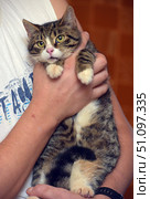 A cute tabby cat with a white muzzle and paws is in the arms of a person. The cat looks straight into the camera with large expressive eyes, creating an atmosphere of trust and calm. The animal's fur is thick, fluffy, with a beautiful pattern of brown and black stripes. The person carefully holds the pet, supporting it by the paws and body, which emphasizes care and careful attitude. In the background, you can see a home environment, creating a warm and cozy mood. The frame is ideal for illustrating themes related to pets, care, comfort and friendship between a person and a cat. Стоковое фото, фотограф Анна Кривицкая / Фотобанк Лори