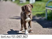 Young medium-sized puppy on a leash. The dog is standing on an asphalt path on a sunny day, against the backdrop of green grass and park elements. The puppy has short, smooth, chocolate-colored hair with white markings on the chest and paws. The ears are large and slightly drooping, the muzzle has an expressive, attentive look. The photo conveys the atmosphere of a walk, caring for the pet and the joy of communicating with the dog. Стоковое фото, фотограф Анна Кривицкая / Фотобанк Лори