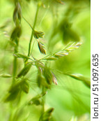 A Beautiful and Delicate Scene of Green Grass Blades Captured in a Soft and Gentle Focus. Стоковое фото, фотограф Елена Захаревич / Фотобанк Лори