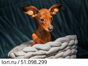 Cute miniature pinscher puppy with big ears sitting in white cozy basket, adorable small brown dog portrait on dark background, domestic pet relaxing at home. Стоковое фото, фотограф Павел Муравьев / Фотобанк Лори