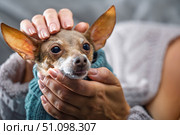 Owners hands comforting a cute small dog in a sweater, adorable miniature pinscher puppy enjoys being petted, human and animal bond, love and care concept. Стоковое фото, фотограф Павел Муравьев / Фотобанк Лори