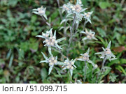 Mountain plant edelweiss flowers with water droplets. Стоковое фото, фотограф Ирина Кононова / Фотобанк Лори