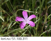 Corn-cockle flower (lat.- agrostemma githago) Стоковое фото, фотограф Irina Opachevsky / Фотобанк Лори
