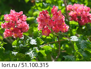 Red Horse Chestnut (lat.- Aesculus x carnea Briotii) Стоковое фото, фотограф Irina Opachevsky / Фотобанк Лори
