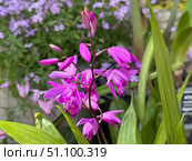Hyacinth orchid or Chinese ground orchid (lat.- Bletilla striata) Стоковое фото, фотограф Irina Opachevsky / Фотобанк Лори