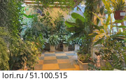 Indoor botanical garden filled with lush green foliage and vibrant plant varieties. Стоковое видео, видеограф Анастасия Золотницкая / Фотобанк Лори