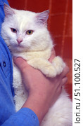 A snow-white fluffy cat with yellow-amber eyes. The animal sits calmly in the arms of a man in a blue shirt. The cat looks well-groomed, with soft thick fur and an expressive look. Its muzzle is directed directly at the lens, which creates a feeling of trust and closeness. A close-up emphasizes the details: a pink nose, fluffy paws, delicate ears. The warm background contrasts with the white fur, making the image bright and cozy. Стоковое фото, фотограф Анна Кривицкая / Фотобанк Лори