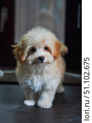 Maltese lapdog and poodle puppy. A new breed of miniature dogs. Dog breeding and cynology. Стоковое фото, фотограф Наталия Кирсанова / Фотобанк Лори