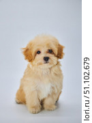 Maltese lapdog and poodle puppy. A new breed of miniature dogs. Dog breeding and cynology. Стоковое фото, фотограф Наталия Кирсанова / Фотобанк Лори
