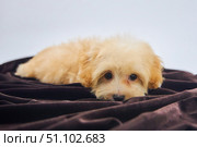 Maltese lapdog and poodle puppy. A new breed of miniature dogs. Dog breeding and cynology. Стоковое фото, фотограф Наталия Кирсанова / Фотобанк Лори