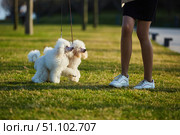Two white poodle pups and human legs, high-class thoroughbred dogs. Pets for family and home. Стоковое фото, фотограф Наталия Кирсанова / Фотобанк Лори