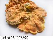 Куриный гриб, гриб трутовик серно-жёлтый Laetiporus sulphureus — трутовик, растущий на деревьях. Его также называют трутовиком сернистым. Изолированный на белом фоне с тенями.Chicken of the woods (Laetiporus sulphureus), close-up. Isolated on white background with shadows. Стоковое фото, фотограф Iva Noel / Фотобанк Лори