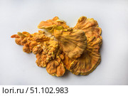 Куриный гриб, гриб трутовик серно-жёлтый Laetiporus sulphureus — трутовик, растущий на деревьях. Его также называют трутовиком сернистым. Изолированный на белом фоне с тенями.Chicken of the woods (Laetiporus sulphureus), close-up. Isolated on white background with shadows. Стоковое фото, фотограф Iva Noel / Фотобанк Лори