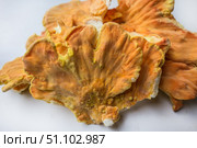 Куриный гриб, гриб трутовик серно-жёлтый Laetiporus sulphureus — трутовик, растущий на деревьях. Его также называют трутовиком сернистым. Изолированный на белом фоне с тенями.Chicken of the woods (Laetiporus sulphureus), close-up. Isolated on white background with shadows. Стоковое фото, фотограф Iva Noel / Фотобанк Лори