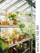 Collection of flowering plants in ceramic pots, nestled within a glassed-in greenhouse, botanical for gardening. Стоковое AI-изображение, AI-художник Елена Гоосен / Фотобанк Лори
