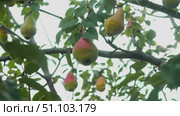 On the limb of a fruit-bearing tree, a succulent and inviting pear, tinged with a hint of red, hangs. Стоковое видео, видеограф Strunov David / Фотобанк Лори