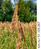 Вейник (calamagrostis epigejos) на летнем лугу. Стоковое фото, фотограф Владимир Шипикин / Фотобанк Лори