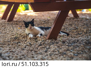 Black and white cat relaxing on a gravel surface beneath a wooden picnic table, enjoying the cool shade while basking in the warmth of a sunny summer day. Стоковое фото, фотограф Ольга Ильина / Фотобанк Лори