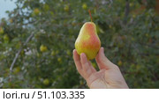 The farmer holds a ripe pear in his hand, which is covered with blush. The pear tree is depicted against the background of his garden, where fruit-bearing trees grow. Стоковое видео, видеограф Strunov David / Фотобанк Лори