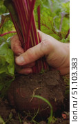 Gardener grabs ripe beetroot in garden by tops and pulls it out of the ground with a gentle movement, shaking off the earth. Стоковое видео, видеограф Strunov David / Фотобанк Лори