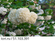Blooming ornamental shrub of Viburnum vulgaris "Roseum" on the territory of the Astrakhan Kremlin on a sunny spring day, Astrakhan, Russia. Стоковое фото, фотограф Ula Ulachka / Фотобанк Лори