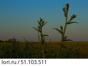 Татарник колючий — вид растений рода Татарник семейства Астровые.Tatarnik prickly is a plant species of the genus Tatarnik of the Asteraceae family. Стоковое фото, фотограф Роман Лукьянов / Фотобанк Лори