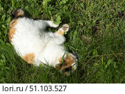 Кошка лежит на траве. Стоковое фото, фотограф Роман Лукьянов / Фотобанк Лори