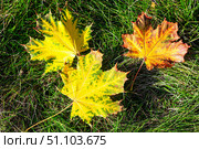 Autumn. Three bright fallen maple leaves lie on the green grass. Natural autumn background. Стоковое фото, фотограф Лариса Гордеева / Фотобанк Лори