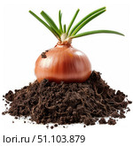 Sprouting onion growing in fertile soil on white background. Стоковое AI-изображение, AI-художник Иван Рябоконь / Фотобанк Лори