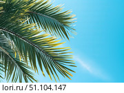 Palm tree leaves swaying gently in tropical breeze against clear blue sky. Стоковое AI-изображение, AI-художник Иван Рябоконь / Фотобанк Лори