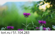 Монарда дудчатая или трубчатая (лат. Monarda fistulosa), бергамот, лимонная мята, американская мелисса. Monarda (Latin Monarda fistulosa), bergamot, lemon mint, American lemon balm. Стоковое видео, видеограф Краснова Ирина / Фотобанк Лори