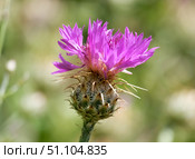 Flower Centaurea (lat.- Centaurea crocodylium) Стоковое фото, фотограф Irina Opachevsky / Фотобанк Лори