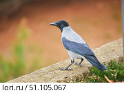 The bird is a crow. Urban birds. Стоковое фото, фотограф Наталия Кирсанова / Фотобанк Лори