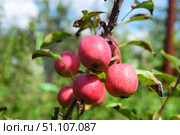 Яблоня-китайка сорта Керр (лат. Malus 'Kerr'). Яблоки на ветке. Стоковое фото, фотограф Photolart / Фотобанк Лори