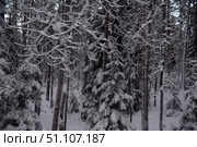 Winter forest covered with a thick layer of snow. Tall firs and pines are buried in a white blanket, their branches are bent under the weight of the snow. On the ground lies a fluffy layer of snow, creating a feeling of silence and solitude. The atmosphere of the photo conveys the harsh beauty of winter nature, the purity of the air and the peace that can only be felt among snow-covered trees. An excellent background for winter and nature themes, illustrations about cold, forests and northern nature. Стоковое фото, фотограф Анна Кривицкая / Фотобанк Лори