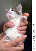 A photo of a small kitten being held gently in hands. The white and gray fluffy baby with pink paw pads and a pink nose looks to the side, slightly raising its head. Its big blue eyes express curiosity and trust. The soft fur and touching tiny paws emphasize the fragility and defenselessness of the animal. The scene conveys warmth, care and tenderness between a person and a pet, perfect for the theme of pets, care, friendship and comfort. Стоковое фото, фотограф Анна Кривицкая / Фотобанк Лори
