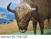 The muzzle of a mountain bison, a specially protected animal from the red book. Стоковое фото, фотограф Наталия Кирсанова / Фотобанк Лори