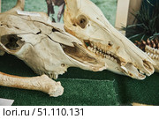 Guzeripl, Russia. - August 16, 2022: Caucasian Biosphere Reserve, Nature Museum. Remains and skulls of wild animals. Редакционное фото, фотограф Наталия Кирсанова / Фотобанк Лори