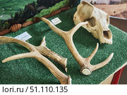 Guzeripl, Russia. - August 16, 2022: Caucasian Biosphere Reserve, Nature Museum. Remains and skulls of wild animals. Редакционное фото, фотограф Наталия Кирсанова / Фотобанк Лори