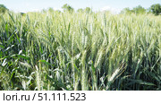 Hordeum murinum is a species of flowering plant in the grass family Poaceae, commonly known as wall false barley. Hordeum murinum ssp. leporinum, known as hare barley, mouse barley, and barley grass. Стоковое фото, фотограф Юлия Петровская / Фотобанк Лори