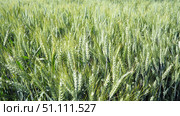 Hordeum murinum is a species of flowering plant in the grass family Poaceae, commonly known as wall false barley. Hordeum murinum ssp. leporinum, known as hare barley, mouse barley, and barley grass. Стоковое фото, фотограф Юлия Петровская / Фотобанк Лори