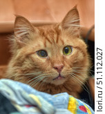 A close-up of a ginger fluffy cat with an expressive face. The animal has bright amber eyes, one of which is clouded, which gives it a special touching and unique look. The cat looks slightly surprised and wary, the whiskers spread out beautifully to the sides, and the soft fur of shades of ginger and gold shimmers in the light. In the foreground, a piece of fabric with a multi-colored pattern is visible, creating a cozy homely atmosphere. Warm lighting and a wooden floor in the background emphasize the calm and trusting mood of the photo. Стоковое фото, фотограф Анна Кривицкая / Фотобанк Лори