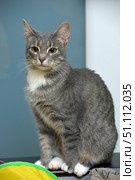A gray-striped cat with a white chest and paws sits on a table, looking straight into the camera. The animal has expressive yellow eyes and an attentive, slightly serious look. Short, smooth fur with a striped pattern emphasizes its elegance. In the foreground, a piece of a bright toy is visible, which creates an association with a home environment and the playfulness of the pet. The background is neutral, which makes the cat the main focus of the frame. This photo is perfect for illustrations about pets, animal care, as well as for publications about the beauty and character of cats. Стоковое фото, фотограф Анна Кривицкая / Фотобанк Лори