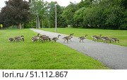 Barnacle goose (Branta leucopsis) crossing trail, at Park Skidmore College, Saratoga Springs, New York, United States. Стоковое фото, фотограф Валерия Попова / Фотобанк Лори