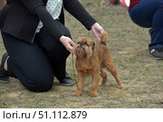 A small red Brussels Griffon dog. The animal is standing on the ground, holding its body and tail straight, demonstrating a show stance. A man in black clothes supports the dog by the head and tail, helping to maintain the correct body position. The dog has thick, hard hair, an expressive muzzle with a beard and mustache, characteristic of this breed. The photo was taken outdoors, the background is blurred, attention is focused on the pet. The image conveys moments of a dog show, training or professional training. Suitable for the topics of cynology, training, dog shows, rare breeds, pets. Стоковое фото, фотограф Анна Кривицкая / Фотобанк Лори