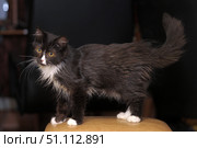 A cute fluffy kitten with black and white fur is standing on a stool. The animal has expressive yellow eyes, long white whiskers and white paws. The fur is slightly disheveled, which makes the image even more touching and natural. Against a dark background, the kitten looks especially bright and attracts attention. The photo conveys an atmosphere of home comfort, tenderness and warmth. Стоковое фото, фотограф Анна Кривицкая / Фотобанк Лори