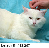 A white fluffy cat with thick fur, lying on a soft blue blanket. The animal looks a little distrustful and wary, its gaze is focused, and its ears are slightly pulled to the sides. A human hand gently strokes the cat's head, adding a sense of care and interaction to the frame. The photo conveys an atmosphere of home comfort, tenderness and the special character of the pet. Perfect for the themes of "pets", "cats", "pet care" and illustrations of human-animal relationships. Стоковое фото, фотограф Анна Кривицкая / Фотобанк Лори