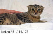 A scared tabby kitten lying on a white background. The animal has expressive large green eyes and pressed ears, which emphasizes its anxious or wary state. The kitten lies on its side, its fur with a bright tiger pattern - brown and black stripes. The photo also shows a human hand gently touching the animal's back, which creates an atmosphere of care, support and an attempt to calm the pet.The image conveys emotions of vulnerability, fear and trust, emphasizing the fragile bond between a person and an animal. Suitable for the theme of animal protection, volunteer activities, finding a home for pets, veterinary medicine, as well as illustrating the concepts of tenderness and care. Стоковое фото, фотограф Анна Кривицкая / Фотобанк Лори